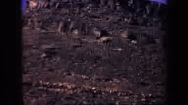 Arizona USA (1957): Panoramic Jagged Stone Mountainside On A Beautifully Sunny Day