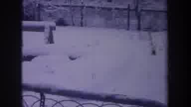 Michigan USA-1968: Black White Dog Running Around In Fenced Yard In Snow On A Winter Day