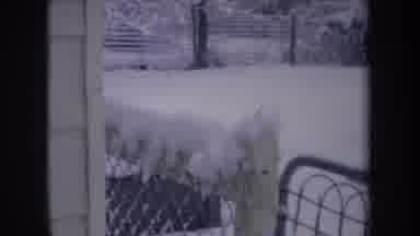 Michigan USA (1968): Black White Dog Running Around Fenced Yard In Snow On A
