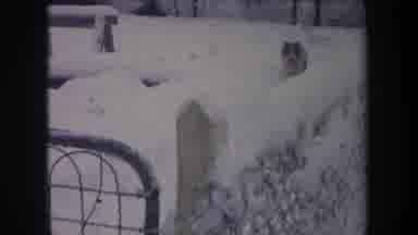 Michigan USA (1968): Fox Is Taking Continuous Round In Ice Somewhere In Snowy