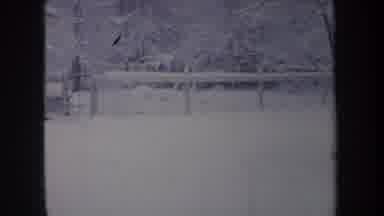 Michigan USA (1968): Dog Running Back And Forth In The Snow Next To Trees
