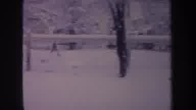 Michigan USA (1968): Brown Dog Runs In Circles Inside Fenced Yard On Winter Day