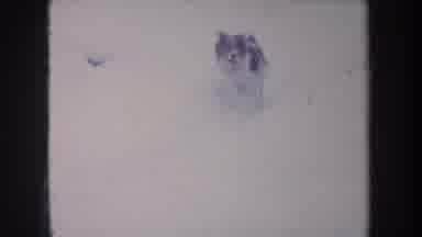 Michigan USA (1968): Small Spotted Dog Running In Circles In A Fenced In Yard