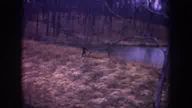 Michigan USA (1968): Water And Swampland