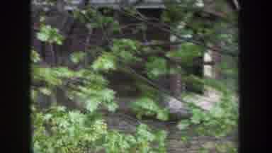 Michigan USA (1968): Wooded Are Trees Buds Flowers Dirt Floor Forrest Walking