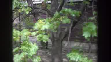 Michigan USA (1968): Young Tree With Green Blooming Leaves And Yellow Buds In The