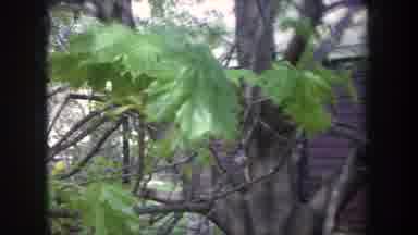 Michigan USA (1968): Close Up Of Tree In The Wind Reveals Shiny Leaves