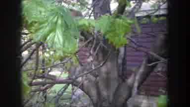 Michigan USA (1968): Squirrel Sitting On A Branch Of A Tree Near A House Eating