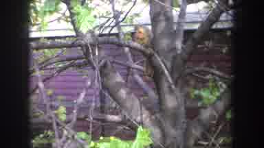 Michigan USA (1968): Furry Animal In A Tree With Building Behind And A Child