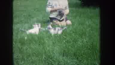 Michigan USA (1968): Child Is Playing On The Grass With A Litter Of Five Or Six