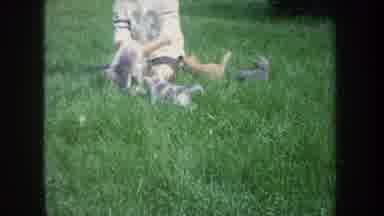 Michigan USA (1968): Young Man Playing With A Litter Of Kittens
