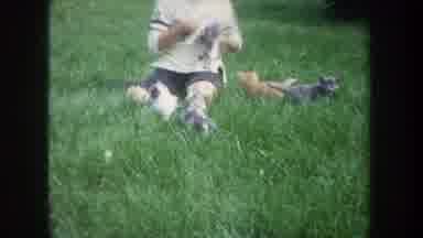 Michigan USA (1968): Child Playing With Various Kittens Sitting On The Grass And