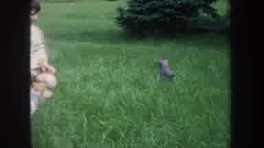 Michigan USA (1968): Little Boy Sitting In A Yard While Three Kittens Roam Around