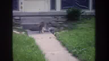 MICHIGAN USA-1968: Mother Cat and Kittens Play in Front Yard