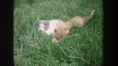 Michigan USA (1968): Kittens Playing On The Grass And Family Gathering