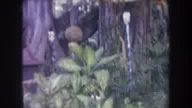 Hawaii USA (1969): Tree House In The Jungle
