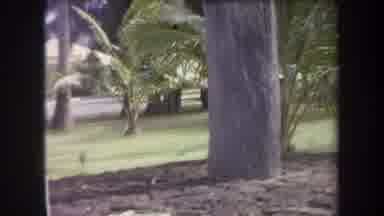 Hawaii USA (1969): Beautiful Tropical Trees And Green Grass With People Standing