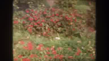 HAWAII USA-1969: Flowers Of Many Colours Surrounded By Green Grass And Bushes