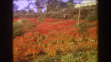 Hawaii USA (1969): Sloping Garden Red Yellow Flowers Two White House Trees High
