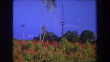 Hawaii USA (1969): Plants Outside In Country And In City Under Power Lines