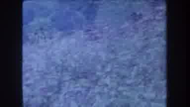 Hawaii USA (1969): Trees Slowly Blow In The Wind While Camera Pans Expansive