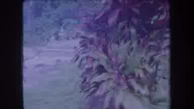 Hawaii USA (1969): Cemetery With Clustered Headstones Sits Amid Dense Foliage On A
