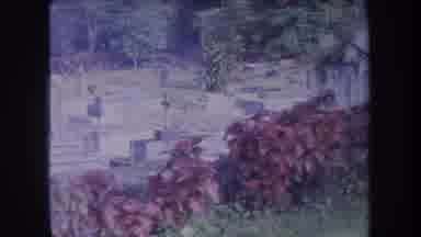 HAWAII USA-1969: Cemetery Filmed From A Vantage Point With Many Trees And One Building