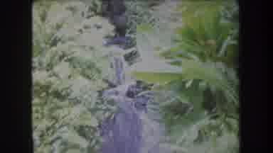 Hawaii USA (1969): Waterfall Through Trees Boy Walking Through Jungle Directional