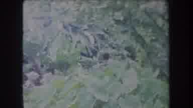 Hawaii USA (1969): Young Boy Walks By Himself Through A Clearing In A Dense