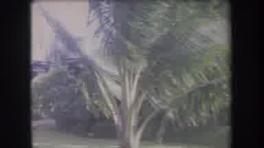 Hawaii USA (1969): Windy Hot Rainforest