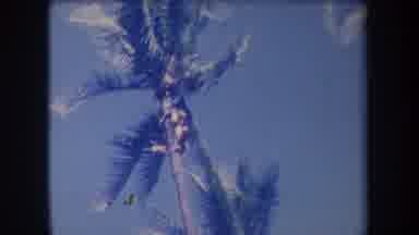 Hawaii USA (1969): Boy On Top Of A Palm Tree Throwing A Shirt
