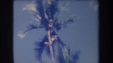Hawaii USA (1969): Half Clothed Crazy Man Climbs Palm Tree On Windy Clear Day