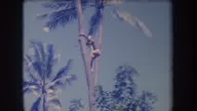 Hawaii USA (1969): Farmer Climbing Down The Tree With So Ease As He Is Practicing