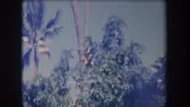 Hawaii USA (1969): Person Climbing Down From Tree While Man Braids Palm Leaf On