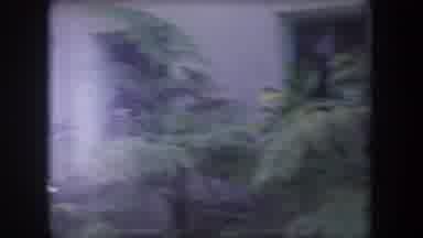 Hawaii USA (1969): Green Bushes In Front Of The Estate Door
