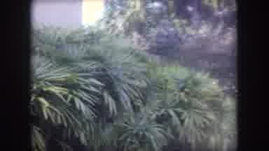 Hawaii USA (1969): Lush Outdoor Garden And Stucco Building On A Bright Sunny Day