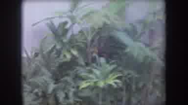 Hawaii USA (1969): Several Green Bushes Are On The Side Of A House And A Wooden