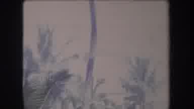 Hawaii USA (1969): Group Of Tall And Short Palm Trees With Large Green Leaves With