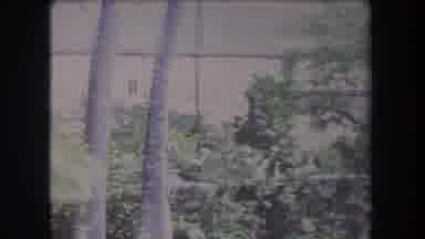 Hawaii USA (1969): Trees In Front Of Large White Building Tropical Sunny Small