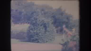 Hawaii USA (1969): Grainy Flowers Trees And Shrubbery Blowing In The Wind With The