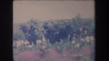 Hawaii USA (1969): Camera Person Taking Panoramic Open Field In What Looks To Be A