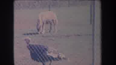 Hawaii USA (1969): Enclosure With Turkey And Pony Nearby And Goose In The Distance