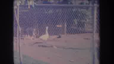 Hawaii USA (1969): Goats And Geese Inside Fence While A Family With Young Children