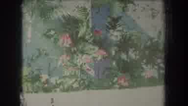 Hawaii USA (1969): Pink Flowers Bloom In Outdoor Garden Mountain And Sea On A