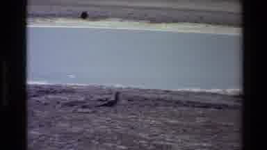 Western USA-1980: Duck Walking On Sand Near Water