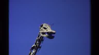 Western USA (1980): An Exhibit Of A Prehistoric Dinosaur