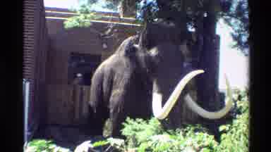 Western USA (1980): The Zoo And The Mommuth