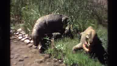 Western USA (1980): Hippo Or Rhinoceros Eating On The Side Of The Road Maybe In A