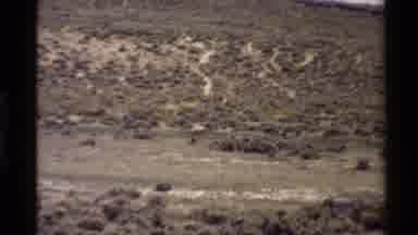 Western USA (1980): Animals Running Away To Protect Themselves From Being Hunted