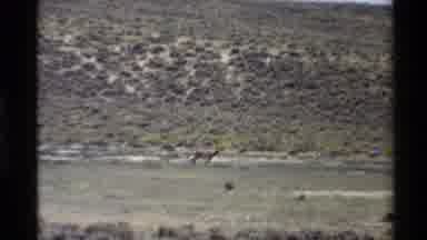 Western USA (1980): Unknown Animal Crosses Desert Plains And Historical Sign